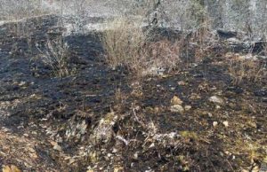 Два лесных пожара произошло на Алтае