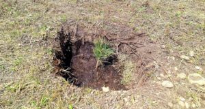 Кедровые аллеи заложили на территории районной больницы в Чемале Кедровые аллеи заложили на территории районной больницы в Чемале