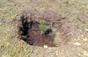 Кедровые аллеи заложили на территории районной больницы в Чемале