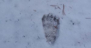 На высоте 400 метров выше уровня Телецкого озера заметили бурого медведя