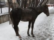 Мэрия: Выпас сельскохозяйственных животных в Горно-Алтайске запрещен