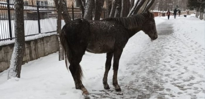 Мэрия: Выпас сельскохозяйственных животных в Горно-Алтайске запрещен