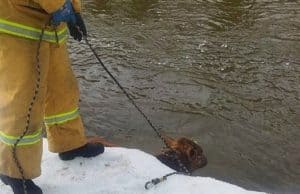 В Улагане спасли теленка, упавшего в ледяную реку