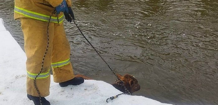 В Улагане спасли теленка, упавшего в ледяную реку
