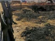 Число возгораний сухой травы растет Число возгораний сухой травы растет