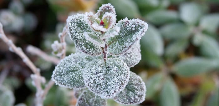 На Алтае объявили штормовое предупреждение из-за заморозков
