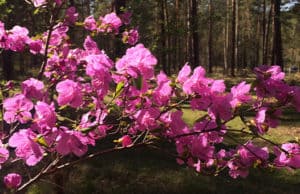 Жаркая погода ожидается в Республике Алтай