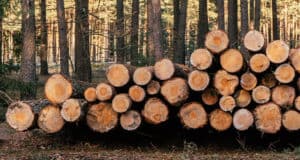 Гендиректора золотодобывающей фирмы будут судить за незаконную рубку тысяч деревьев