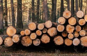 Гендиректора золотодобывающей фирмы будут судить за незаконную рубку тысяч деревьев
