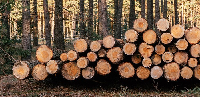Гендиректора золотодобывающей фирмы будут судить за незаконную рубку тысяч деревьев