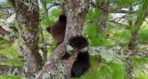 Недалеко от Артыбаша спасли медвежонка-сироту, который два дня просидел на дереве