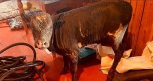 На пожаре в Улагане спасли теленка, который не мог выбраться из огня