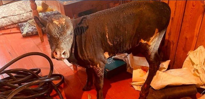 На пожаре в Улагане спасли теленка, который не мог выбраться из огня