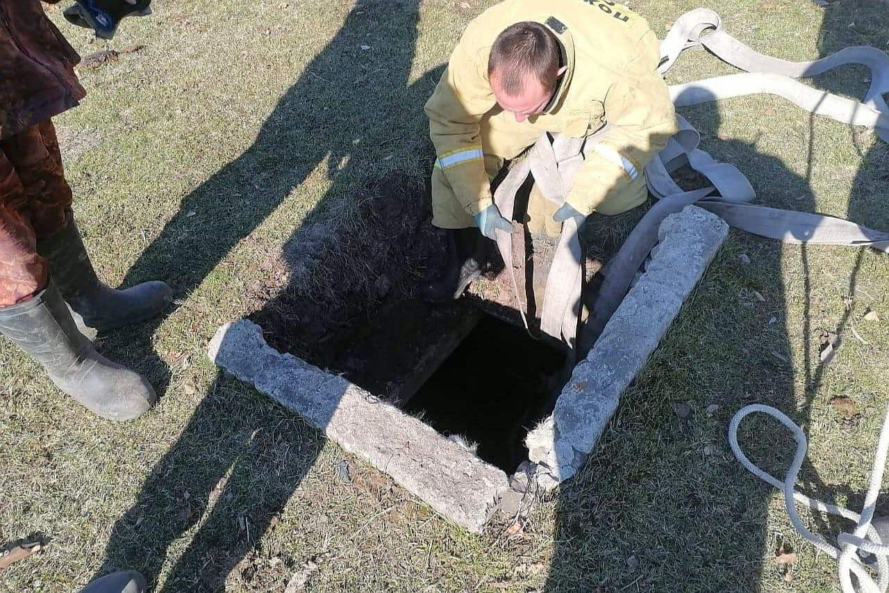 В Усть-Коксинском районе спасли упавшего в выгребную яму бычка 
