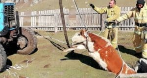 В Усть-Коксинском районе спасли упавшего в выгребную яму бычка