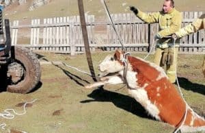 В Усть-Коксинском районе спасли упавшего в выгребную яму бычка
