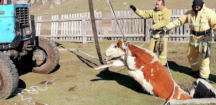 В Усть-Коксинском районе спасли упавшего в выгребную яму бычка