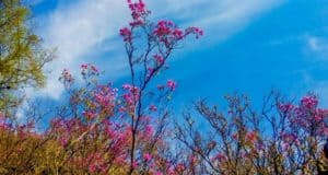Массовое цветение маральника начинается в Республике Алтай
