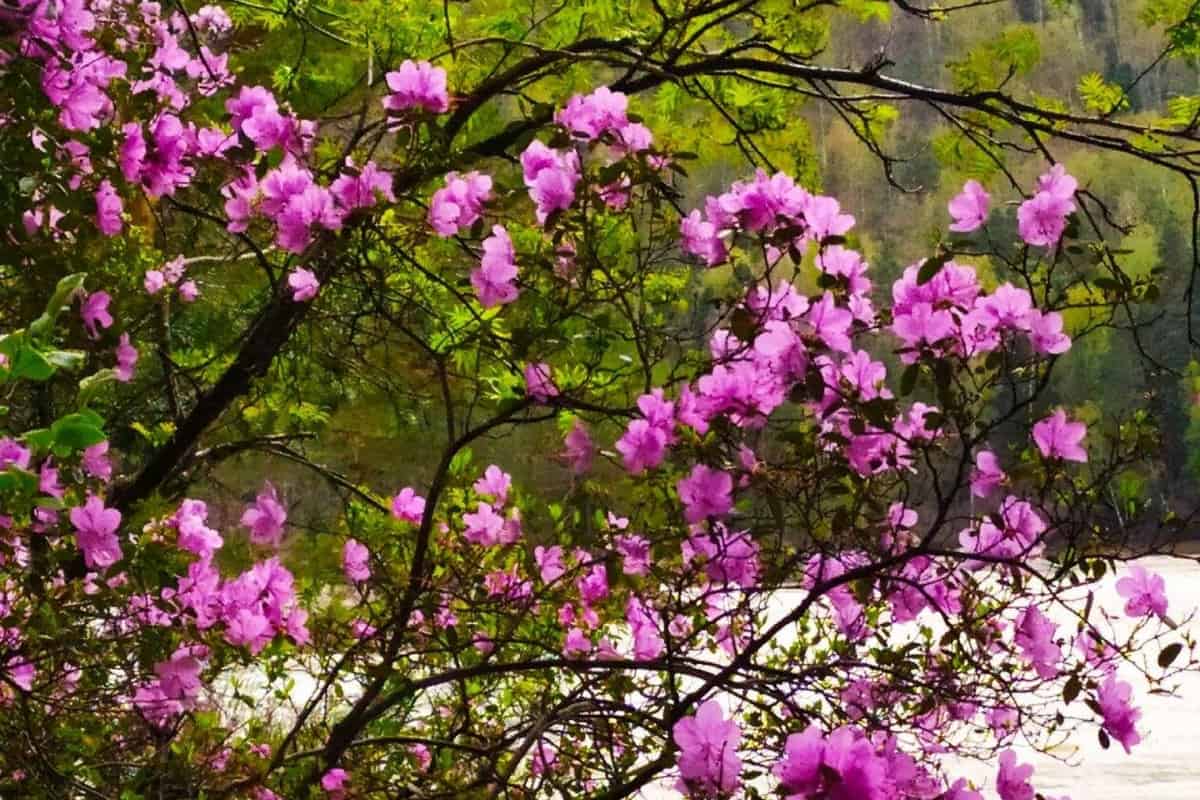 Массовое цветение маральника начинается в Республике Алтай 