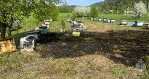 В Соузге пасечник устроил травяной пожар