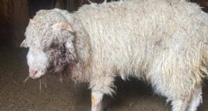 В Кош-Агачском районе снежные барсы задавили 27 коз и баранов