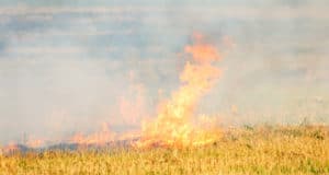 По сравнению с прошлым годом на Алтае уменьшилось число лесных пожаров