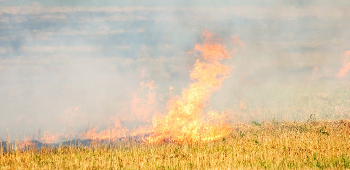 По сравнению с прошлым годом на Алтае уменьшилось число лесных пожаров