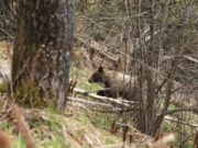 Медведь заметил и сбил фотоловушку в Алтайском заповеднике Медведь заметил и сбил фотоловушку в Алтайском заповеднике