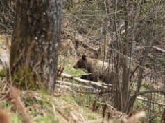 В Турочакском районе организуют безопасность школьников в связи с выходом медведей к людям