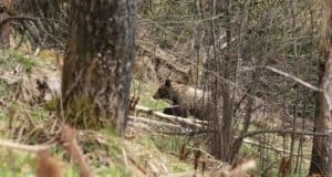 Медведь заметил и сбил фотоловушку в Алтайском заповеднике Медведь заметил и сбил фотоловушку в Алтайском заповеднике