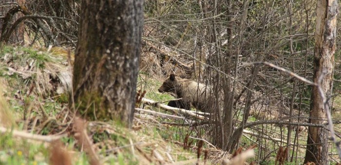 Медведь заметил и сбил фотоловушку в Алтайском заповеднике