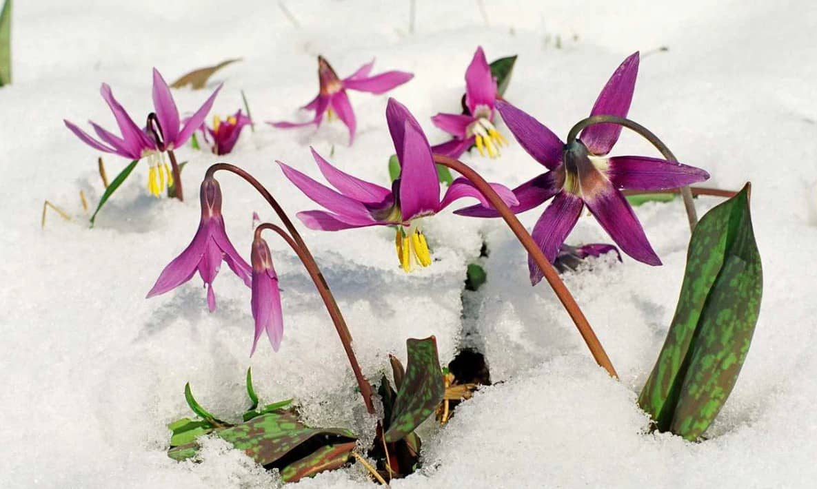 Кандык сибирский массово цветет в Алтайском заповеднике 