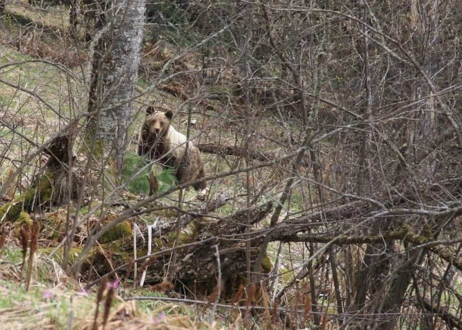 Медведь заметил и сбил фотоловушку в Алтайском заповеднике 