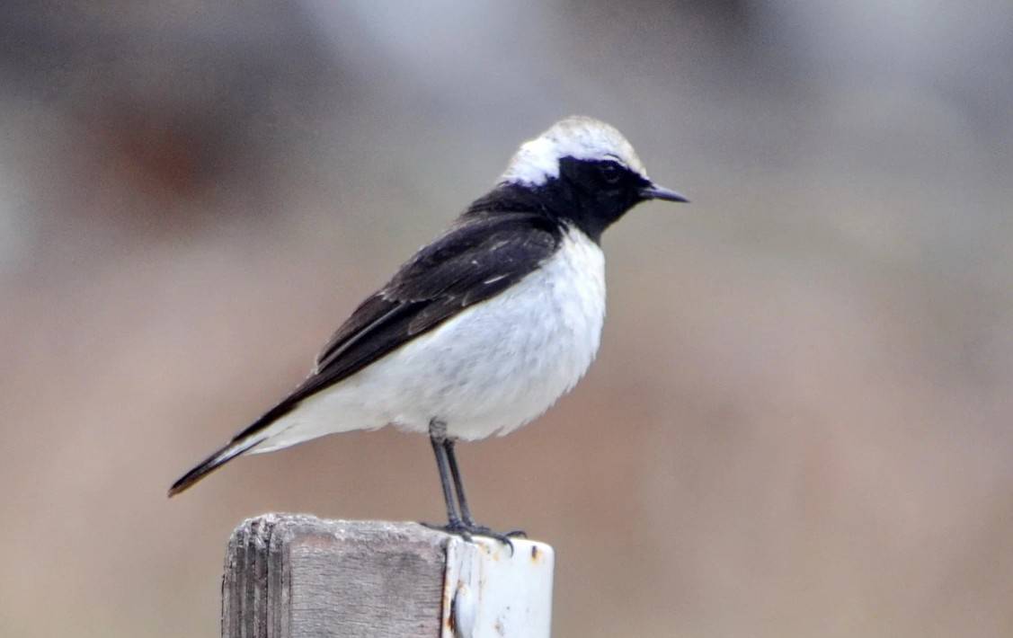 «В природе все смешалось»: итоги апрельских наблюдений за птицами в Алтайском заповеднике 