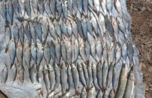 Туриста поймали на незаконной рыбалке на реке Лебедь