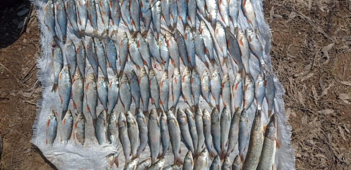 Туриста поймали на незаконной рыбалке на реке Лебедь
