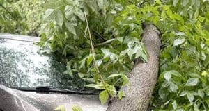 За упавшую на машину туристки дерево владелец отеля заплатит крупную сумму