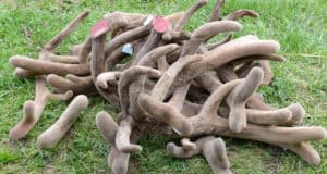 Панторезная кампания продолжается в Усть-Коксинском районе