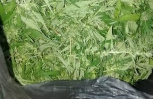 Жителя Кош-Агачского района поймали с килограммом марихуаны в автомобиле