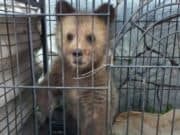 В Алтайский заповедник передали раненого медвежонка В Алтайский заповедник передали раненого медвежонка