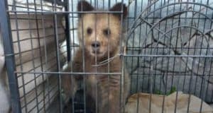 В Алтайский заповедник передали раненого медвежонка В Алтайский заповедник передали раненого медвежонка