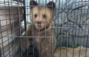 В Алтайский заповедник передали раненого медвежонка