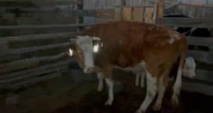 В Кош-Агачском районе на пасущихся рядом с дорогами животных закрепляют светоотражатели