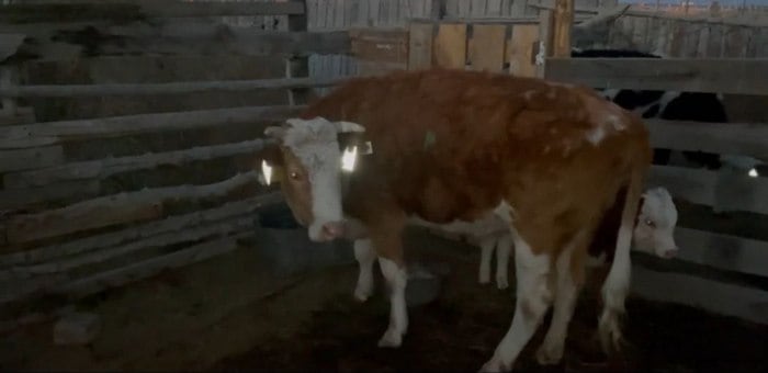 В Кош-Агачском районе на пасущихся рядом с дорогами животных закрепляют светоотражатели