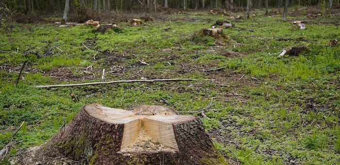 «Черный лесоруб» нарубил деревьев на десятки тысяч рублей