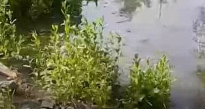 Видео о зловонных лужах и «озерах» в Майме прокомментировали власти