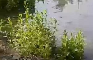Видео о зловонных лужах и «озерах» в Майме прокомментировали власти Видео о зловонных лужах и «озерах» в Майме прокомментировали власти