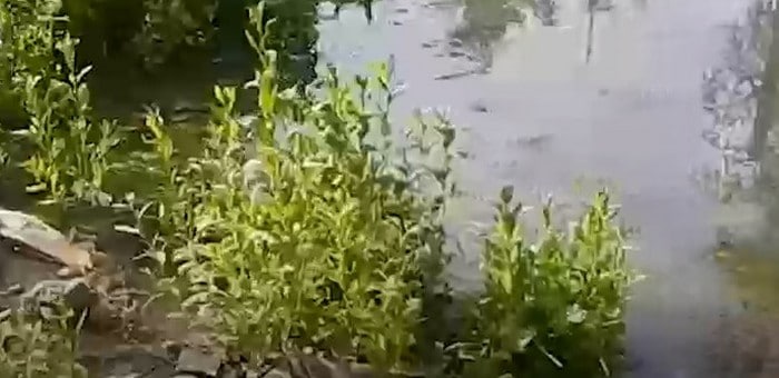 Видео о зловонных лужах и «озерах» в Майме прокомментировали власти