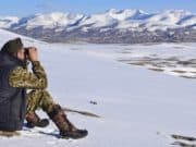Снежные барсы покинули алтайскую сторону хребта Чихачева из-за суровой зимы Снежные барсы покинули алтайскую сторону хребта Чихачева из-за суровой зимы