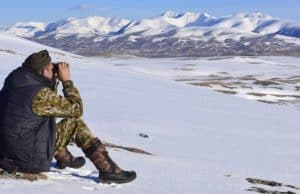 Снежные барсы покинули алтайскую сторону хребта Чихачева из-за суровой зимы Снежные барсы покинули алтайскую сторону хребта Чихачева из-за суровой зимы